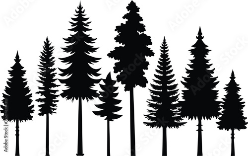 Silhouettes of various evergreen trees in a forest