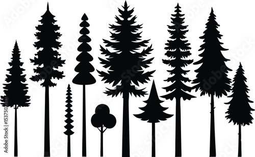 Silhouettes of various evergreen trees in a forest