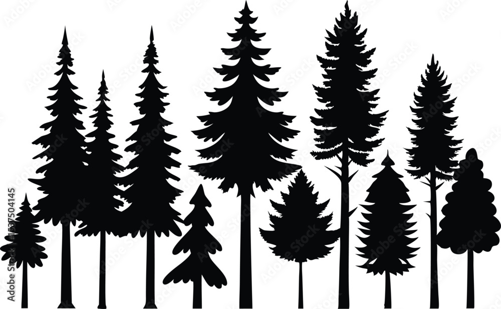 Obraz premium Silhouettes of evergreen trees in a forest