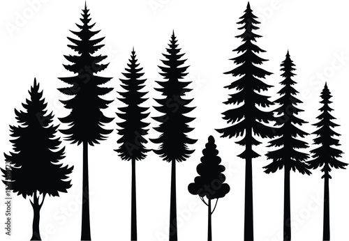 Silhouettes of evergreen trees in a forest scene