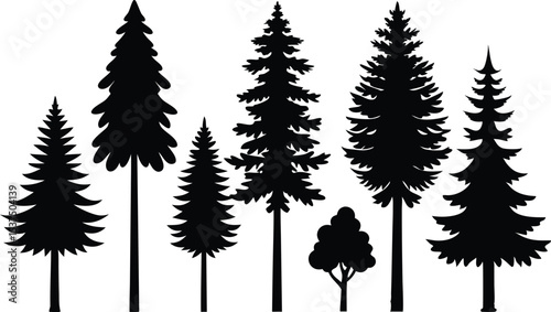 Silhouettes of evergreen trees in a forest setting
