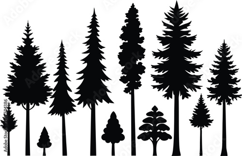 Silhouettes of various coniferous trees in a forest