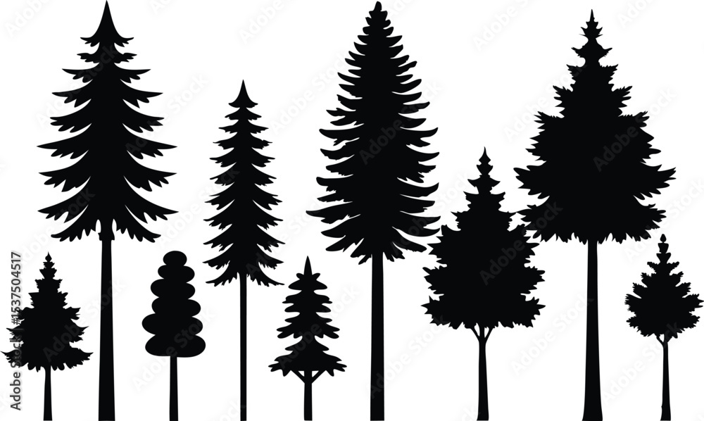 Fototapeta premium Silhouettes of various evergreen trees in a row