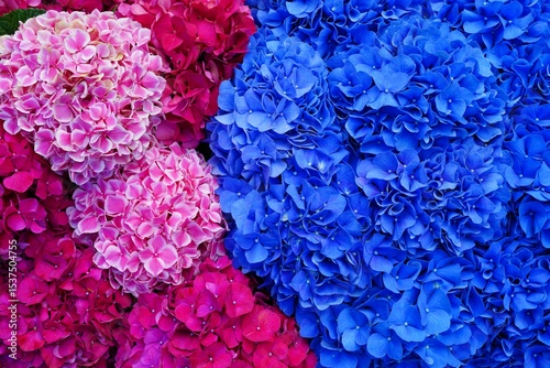 Blue and pink hydrangea flower blooms in summer