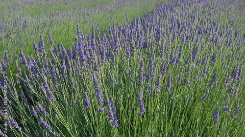 Lavender flowers swaying in the wind in a lavender field.