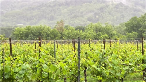 Rain on grape vines against a backdrop of misty, forested mountains. Serene vineyard scene on a rainy day.High quality 4k footage. 