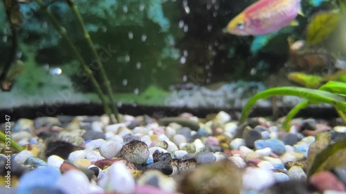 Fish eat food in the aquarium