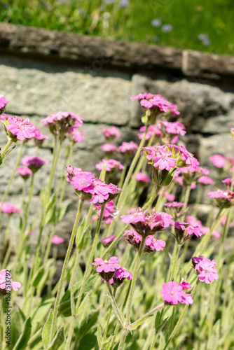 Silene Flos-Jovis plant in Saint Gallen in Switzerland 24.5.25