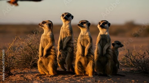 Meerkat Group Standing Alert in African Desert Sunset Light