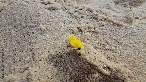 yellow caterpillar walking in sand
