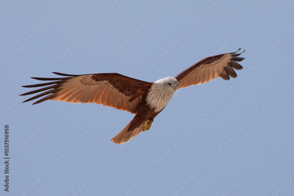 Fototapeta premium A beautiful brahminy kite flying in the blue skies above the shores of Mannar island.