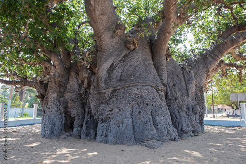 The textured bark of the oldest baobab tree in South Asia located in Pallimunai, Mannar.