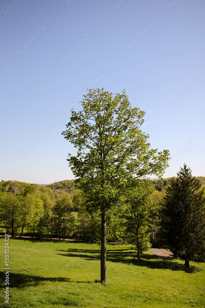 Obraz premium Lone Tree in Verdant Field on a Sunny Spring Day