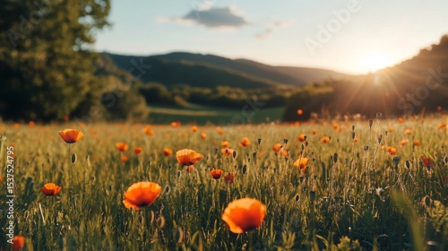 Vibrant Orange Flowers Bloom in a Peaceful Meadow During Golden Hour Near the...