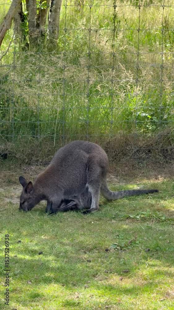 Wallabies, Réserve de Beaumarchais, Autrèche, France Wallabies, Réserve de Beaumarchais, Autrèche, France