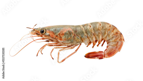 Wallpaper Mural Shrimp, isolated on transparent background PNG Torontodigital.ca