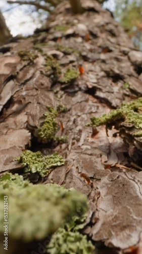 Wallpaper Mural Old pine tree with texture exfoliated bark. Green moss grows on thick trunk slow motion. Probe lens shot of large coniferous tree bottom view Torontodigital.ca