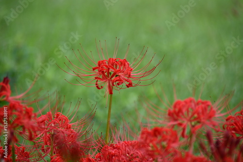 赤い彼岸花