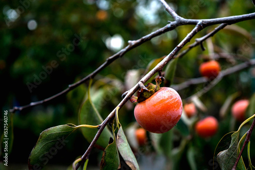 Persimmon