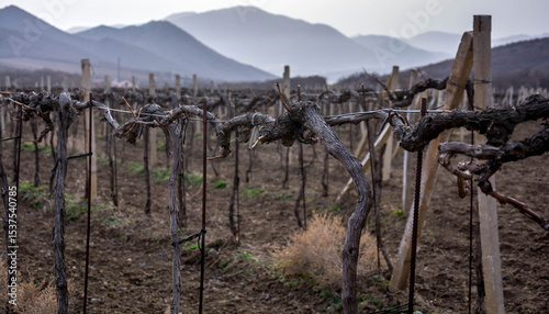 Vineyard