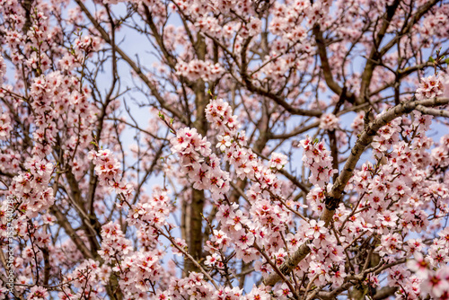Spring landscape