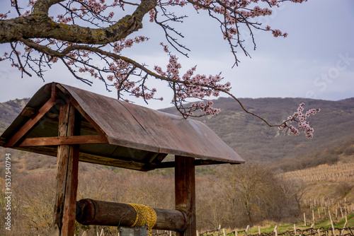 Spring landscape