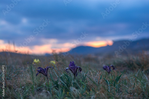 Flowers irises