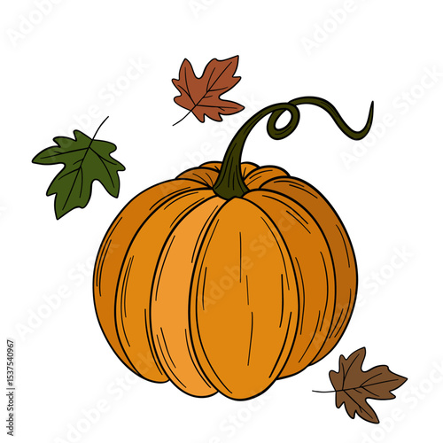 Orange pumpkin agriculture vegetable. Halloween and thanksgiving autumn occasions. October festival decoration. Element collection line art hand drawn