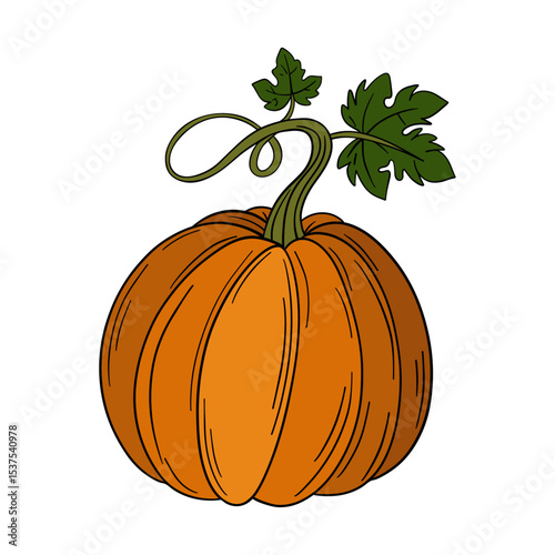 Orange pumpkin agriculture vegetable. Halloween and thanksgiving autumn occasions. October festival decoration. Element collection line art hand drawn