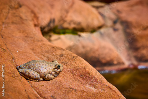 Toad Camouflaged on Sunlit Red Rock Many Pools Trail Utah Eye Level View