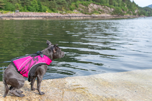 Looking out over a Scottish sea loch, a blue Staffordshire bull terrier in a pink buoyancy aid.