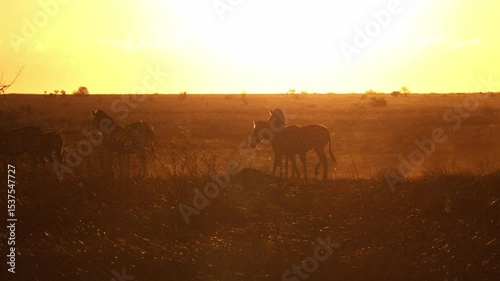 zebras listening to a hyena calling far away