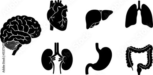 Human organ, anatomy icon set. Vector glyph pictograms of brain, heart, lungs, liver, stomach, intestine, kidney medical, healthcare, and biology concept black silhouette illustration.