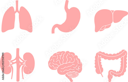Human organ, anatomy icon set. Vector glyph pictograms of brain, heart, lungs, liver, stomach, intestine, kidney medical, healthcare, and biology concept black silhouette illustration.