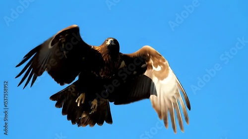 A magnificent eagle ascends through the pristine blue sky: Watch this powerful bird of prey soar gracefully in slow motion, captured in a stunning vertical format.