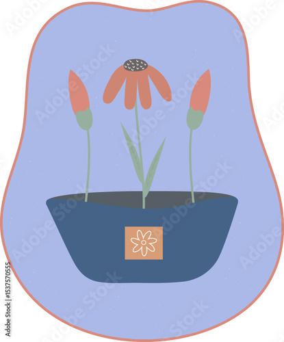 colorful garden flower