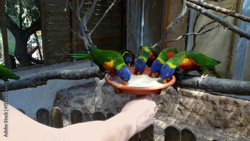 Canvas Print Zoo visitors feeding parrot porridge to flock of colorful captive rainbow lorikeets birds in aviary at Santa Eugenia, Mallorca, Balearic Islands