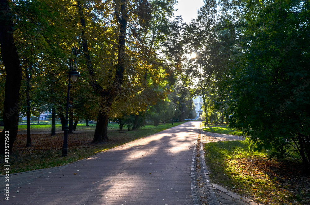 Fototapeta premium Calm park scene showcasing a paved pathway surrounded by tall trees under gentle sunlight, creating a serene and tranquil atmosphere