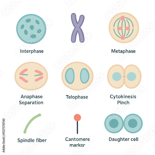 Cell Division Icons. Isometric Flat icon set of cellular division phases: interphase nucleus, prophase chromosome, metaphase