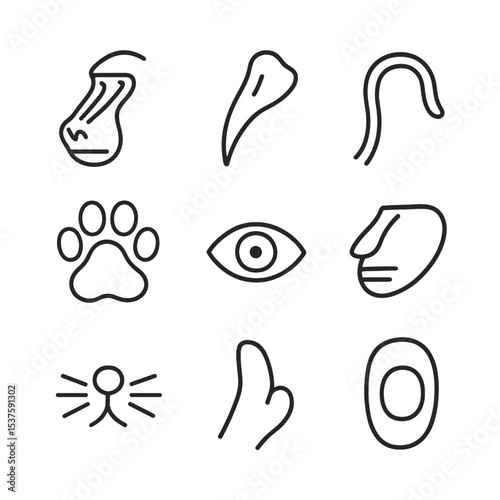 Baboon Anatomy Icons. Outline icon set of baboon anatomy parts: muzzle, canine tooth, tail, paw print, eye, cheek pouch, whiskers,