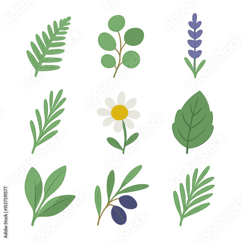 Botanical Icon Set. Isometric Flat icon set of botanical motifs for labels: fern frond, eucalyptus branch, lavender sprig,