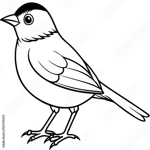 Minimal Oriental White-eye Illustration