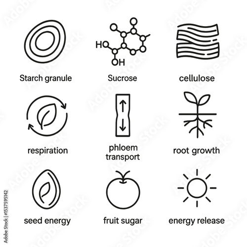Glucose Utilization Icons. Outline icon set of glucose utilization: starch granule, sucrose molecule, cellulose fiber, respiration
