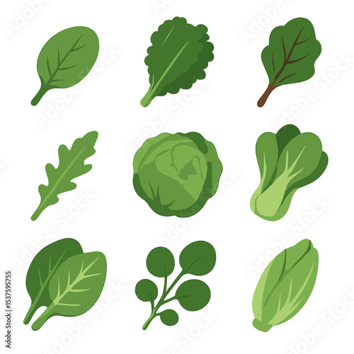 Leafy Greens Icons. Isometric Flat icon set of leafy green selection: spinach leaf, kale bunch, swiss chard, arugula leaf, lettuce