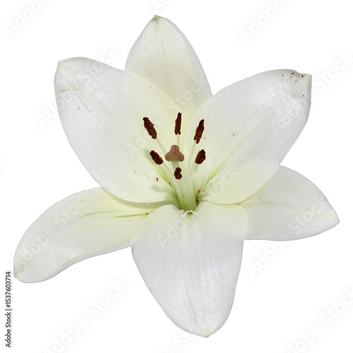 White lily flower in full bloom isolated on white background. Elegant, pure, and detailed petals ideal for wedding, botanical, or spiritual-themed visuals.