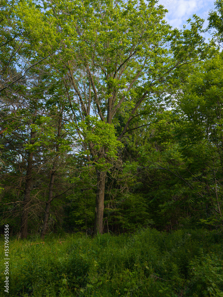 Obraz premium Majestic Tree in Verdant Forest Clearing