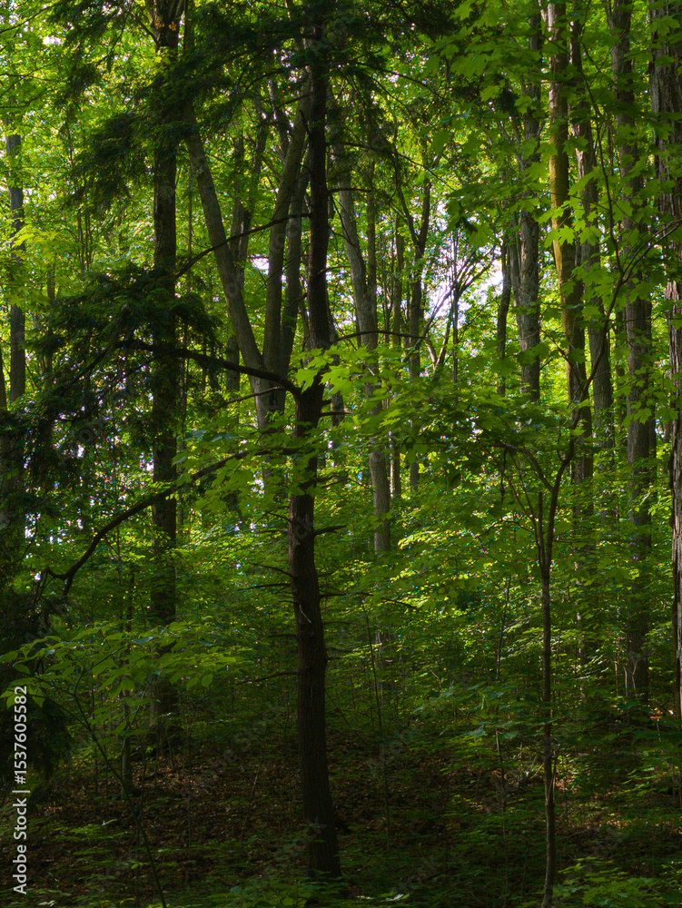 Fototapeta premium Sunlight Filtering Through Dense Green Forest