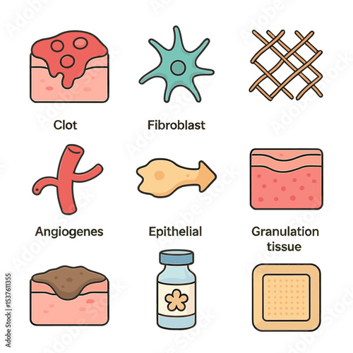 Wound Healing Icons. Isometric Flat icon set of Wound Healing Processes: clot formation, fibroblast cell, collagen fiber mesh,