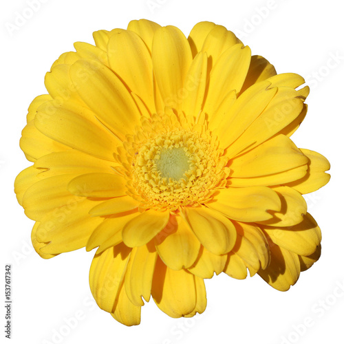 Bright yellow gerbera daisy in full bloom isolated on transparent background. Vibrant and cheerful floral closeup perfect for spring, summer, and nature-themed designs