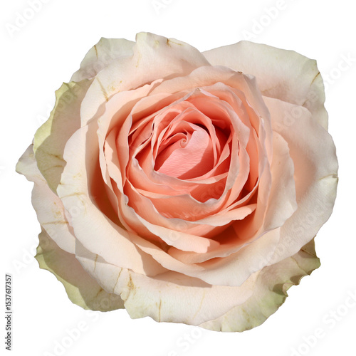 Delicate peach rose in full bloom isolated on transparent background. Soft petals and elegant texture make it ideal for romantic or botanical-themed designs